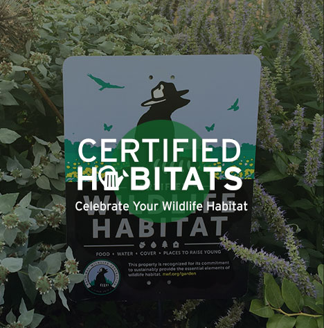 Schoolyard Habitats | Green Strides